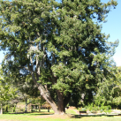 Douglas fir- Cambridge Tree Trust